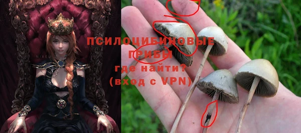 шишки Абаза